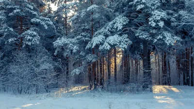 Скачать обои дорога, зимнее утро, снег, лес, раздел природа в разрешении  600x1024 | Живописные пейзажи, Пейзажи, Природа