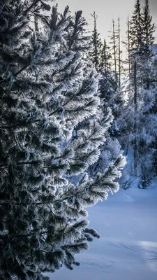 Скачать обои и картинки зима, снег, деревья для рабочего стола в разрешении  2560x1600