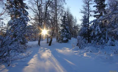 Обои Природа Зима, обои для рабочего стола, фотографии природа, зима, снег,  деревья Обои для рабочего стола, скачать обои картинки заставки на рабочий  стол.
