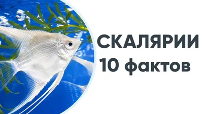 Akvariumų salonas - Аквариумный салон - Пополнение коллекции! Скалярии  разных видов, перламутровые, бриллиантовые, черные, белые, вуалевые и др.  Скалярия – это представитель семейства цихлид, рыбка, которая станет  достойным украшением любого аквариума ...