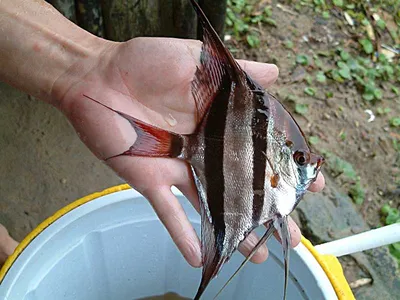 Скалярия черная (Pterophyllum scalare var.) | Aquarium-Style