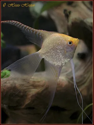 СКАЛЯРИЯ ПИНОЙ ПАРАИБА размер M рыбка для аквариум/Pterophyllum scalare  Pinoy Pataiba/ | Зоомагазин \"Зоо сити\"