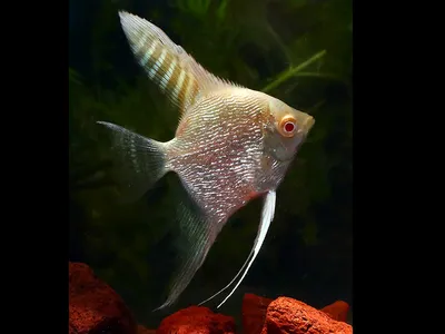 Скалярии / Pterophyllum - «Скалярия в моем аквариуме. Хорошая рыбка но  медленно растет. » | отзывы