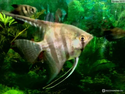 Скалярия Кои (Pterophyllum scalare) / Купить, Цена | KOI - Интернет магазин