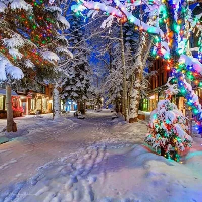 Сказочная зима | Colorado christmas, Christmas tree outside, Outdoor  christmas