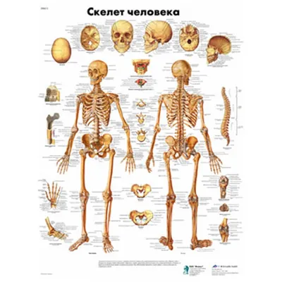 Полный анатомический скелет человека и отдельных костей Векторное  изображение ©pegasustudio 367535042