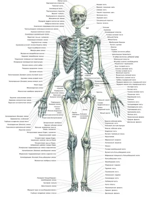 Кости человека картинки - 80 фото