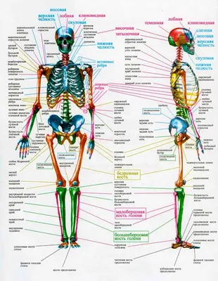 Скелет человека фото