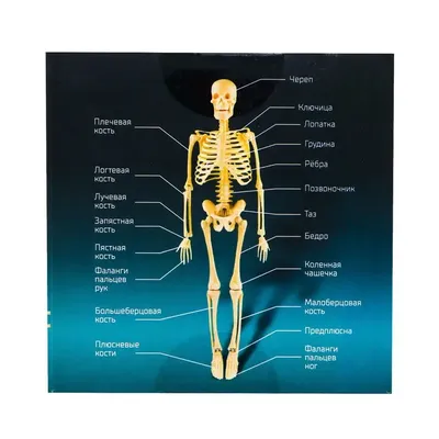 Модель Скелет человека 85 см - Новый в Москве