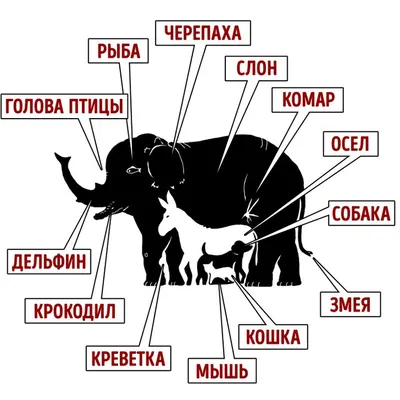 Признавайтесь честно, сколько насчитали? | Екабу.ру - развлекательный портал