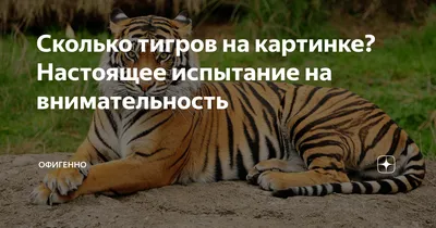 Новая загадка от Паспарту. Готовы найти всех 🐯? Пишите в комментарии сколько  тигров удалось найти 👇 #ФортБоярдГродно #квеструмГродно… | Instagram