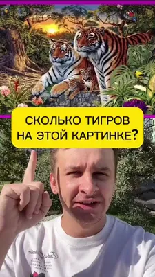 Мы вновь подготовили для вас интересную игру 😉 ⠀ На этот раз вам нужно  сосчитать, сколько тигров есть на картинке (листайте, чтобы увидеть … |  Instagram