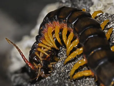 Scolopendra cingulata. Сколопендра Yellow legs. 12см. (ID#1413482739),  цена: 350 ₴, купить на Prom.ua