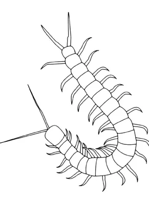 Крутая НЕ сколопендра! | BESTIARY | Дзен