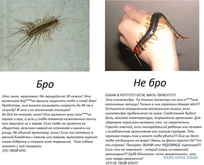 Кольчатая сколопендра - Scolopendra cingulata - «Страшная, ужасная, да еще  и ядовитая! Как мы завели сколопендру и что из этого вышло» | отзывы