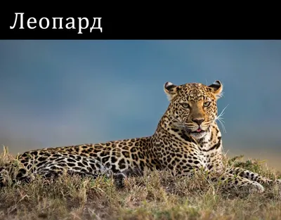 Коллективное панно «Помним, скорбим» (1 фото). Воспитателям детских садов,  школьным учителям и педагогам - Маам.ру