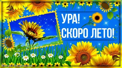 УРА! СКОРО ЛЕТО! | Лето, Открытки, Забавные картинки