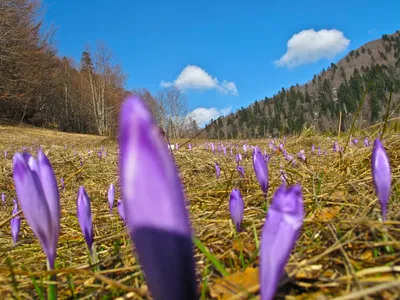 Фото Скоро весна - фотограф Игорь350 - природа, разное, фрагмент -  ФотоФорум.ру