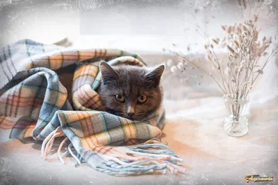 а уже скоро зима ❄️ | Скоро зима, Зима