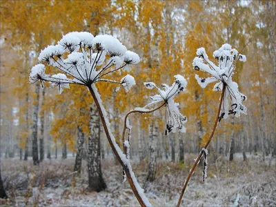 скоро зима / тишина