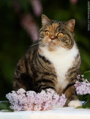 Шотландские котята ,Хайленд страйт,Хайленд фолд, скоттиш страй ,скоттиш  фолд , ищет заботливую семь