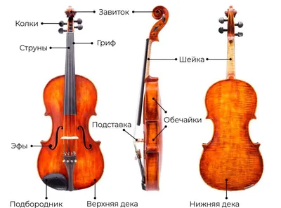 Скрипка Strunal 160-1/8 студенческая, размер 1/8, верхняя дека - массив ели  | Источник Звука
