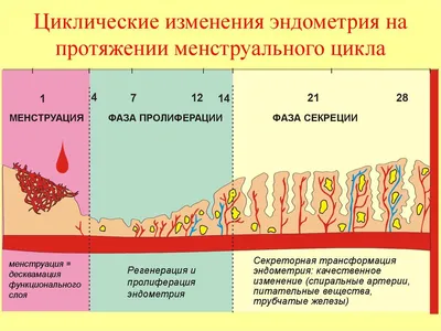 Анна Чернякова