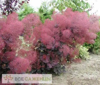 Цена на Скумпия кожевенная Пурпуреус (Follis Purpureis) - купить саженцы