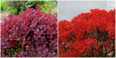 Скумпия кожевенная Young Lady - Скумпия - GardenPlants