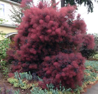 Скумпия кожевенная Rubrifolius - Скумпия - GardenPlants