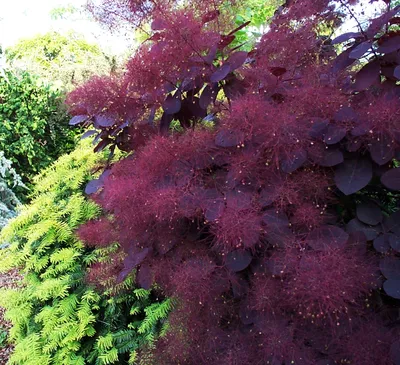 Купить саженцы Скумпия кожевенная Роял Перпл (Royal Purple) в питомнике.  Для сорта Скумпия кожевенная Роял Перпл (Royal Purple) есть описание, фото,  цены и отзывы садоводов.