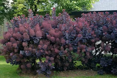 Скумпия кожевенная Олд Фешн. (Cotinus coggygria Old Fashioned) С10 купить в  интернет-магазине ЦВІТСАД с доставкой по Украине