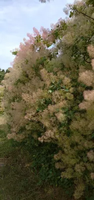 Фотография Скумпия кожевенная (Cotinus coggygria) Крым, Россия | Фотобанк  ГеоФото/GeoPhoto | GetImages Group