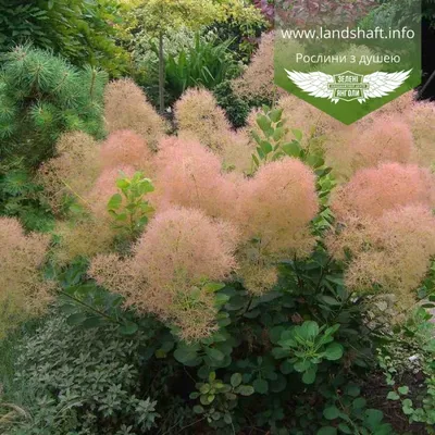 Cotinus coggygria, Скумпия кожевенная|landshaft.info