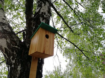 Скворечник деревянный для птиц \"Пионер\" - купить с доставкой по выгодным  ценам в интернет-магазине OZON (244244241)