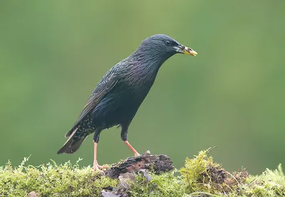 Обыкновенный скворец (Sturnus vulgaris)