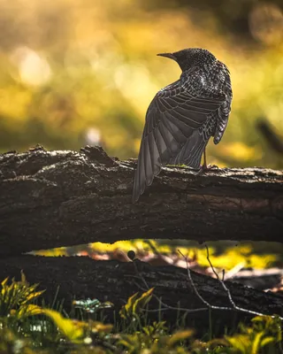 European Starling - Обыкновенный скворец. Фотограф Etkind Elizabeth