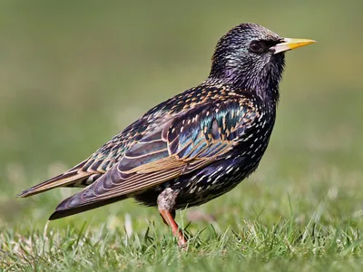 Фотография Обыкновенный скворец (Sturnus vulgaris) Птицы Дагестана |  Фотобанк ГеоФото/GeoPhoto | GetImages Group