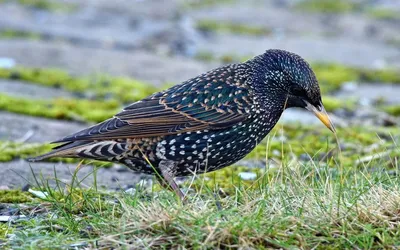 Обыкновенный скворец (Sturnus vulgaris). Подробное описание экспоната,  аудиогид, интересные факты. Официальный сайт Artefact