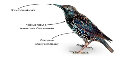 Скворец обыкновенный | Пикабу