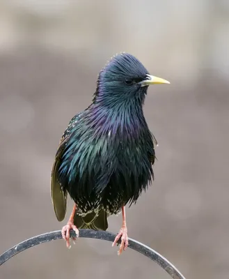 Зимние песни скворцов. Sturnus vulgaris. | BirdWatch.by