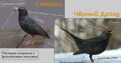 Скворец (Sturnus vulgaris). Птицы Европейской России.