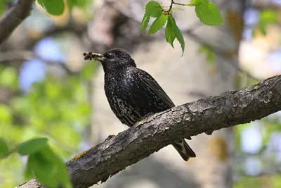 Краснокрылый скворец - eBird