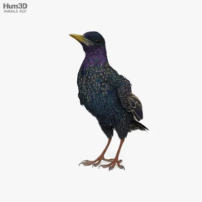Обыкновенный скворец - European Starling | Обыкновенный скворец, Скворец