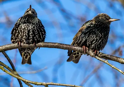 Обыкновенный скворец (Sturnus vulgaris). Подробное описание экспоната,  аудиогид, интересные факты. Официальный сайт Artefact