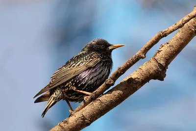 Обыкновенный скворец - European Starling. Photographer Etkind Elizabeth