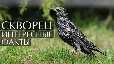 Обыкновенный скворец (Sturnus vulgaris) - Daugavpils Inovāciju Centrs