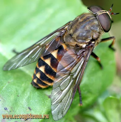 Слепни - род Tabanus