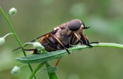 Слепень серый большой Tabanus autumnalis Linnaeus, 1761