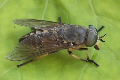 Слепни - род Tabanus